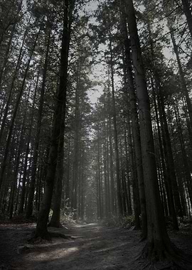 Forbidden Forest