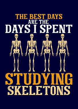 Anthropology Skeletons