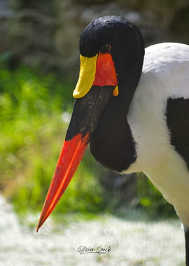 African jabiru