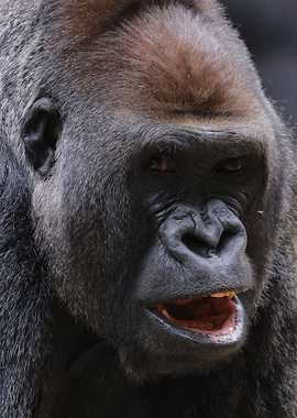 Gorilla