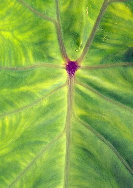 Closeup of taro leaf