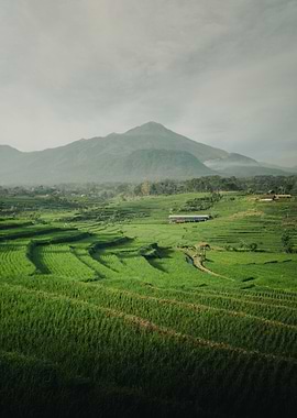 wide rice field