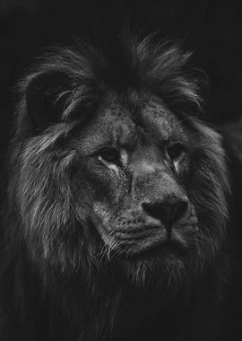 Lion BW Portrait
