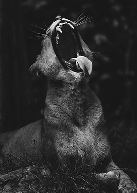 Lioness Yawn