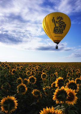 Hot air balloon and sunflo
