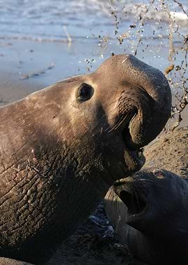 Elephant Seal