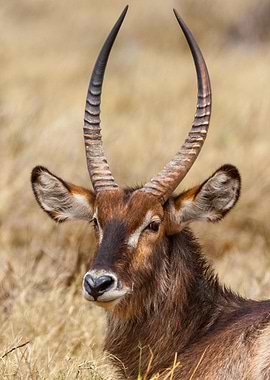 Waterbuck