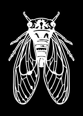 Cicada
