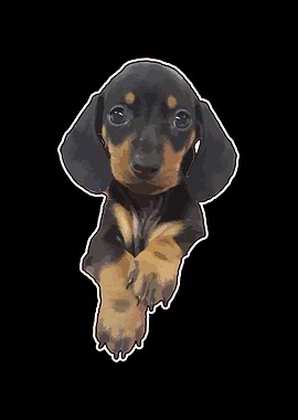 Cute miniature Dachshund