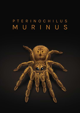 Pterinochilus murinus