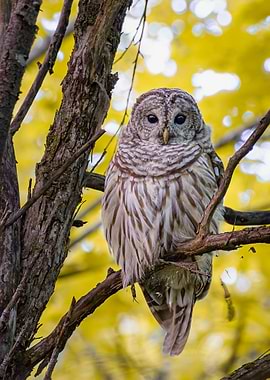 Barred Owl