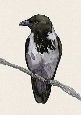 Hooded crow watercolor
