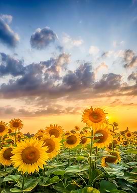 Lovely sunflower sunset