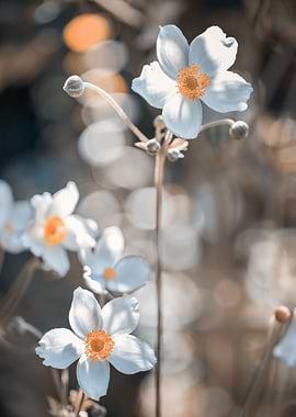 Anemone,white macro flower