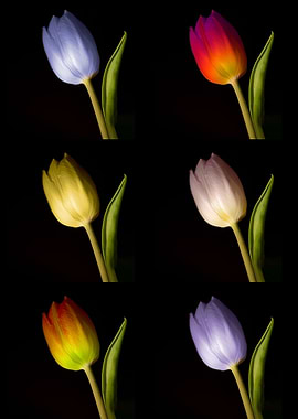 more Tulips