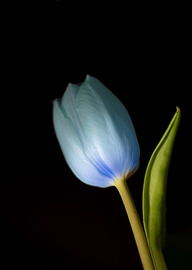 another blue Tulip