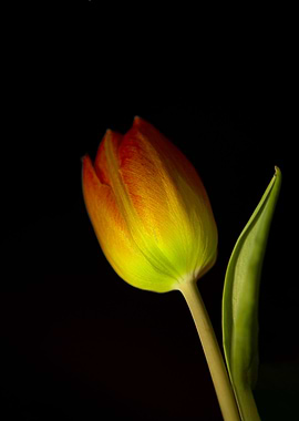 orange Tulip