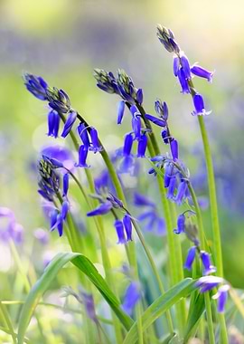 Blue Bells