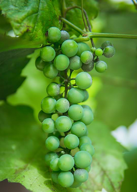 Grapes in front of leaves