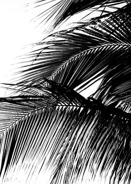 Caribbean Palm Leaves 1