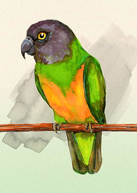 Senegal parrot watercolor