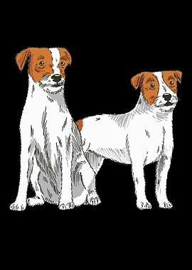 Parson Russell Terrier