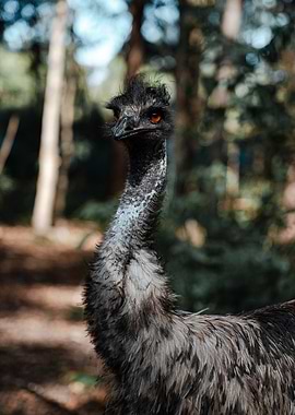 Emu