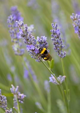 Insect on a flower