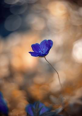 Purple macro flower,garden