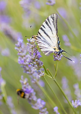 Insect on a flower