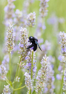 Insect on a flower