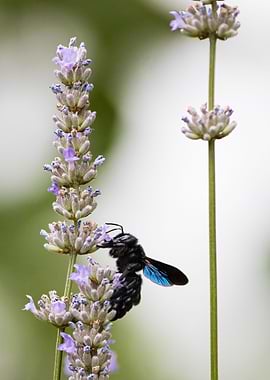 Insect on a flower