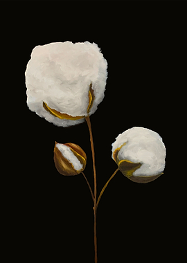 Gossypium Cotton on Black