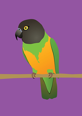 Senegal parrot