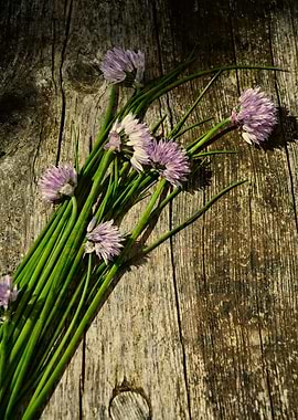 Purple chive flowers