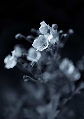 Garden B&W flower, meadow