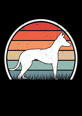 Podenco Canario Retro