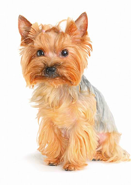Yorkshire terrier painting