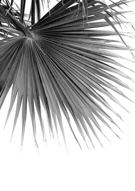 Fan Palm Black White Dream