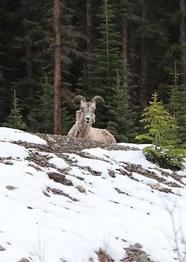 Mountain sheep