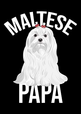 Maltese Papa Maltese Dog
