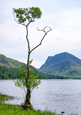 Tree on a Lake