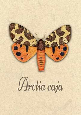 Garden tiger moth