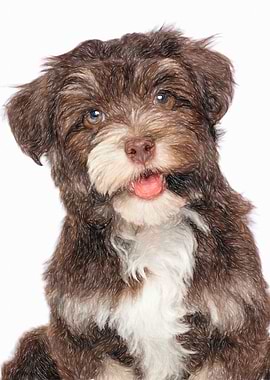 Bichon Havanese dog
