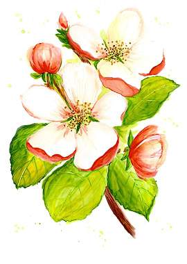 Apple Blossom