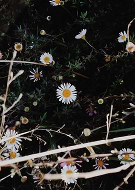 Daisy
