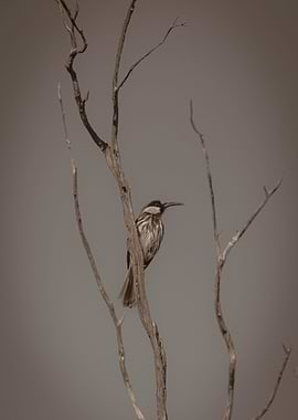 A honeyeater in black and