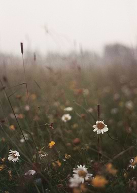 Wisconsin Meadow on 35mm