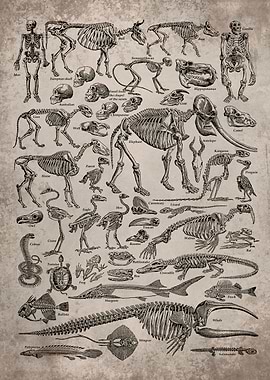 Paleontology Skeleton
