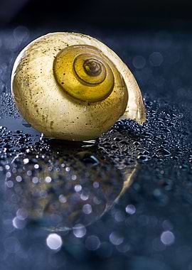 Snail in water nature
